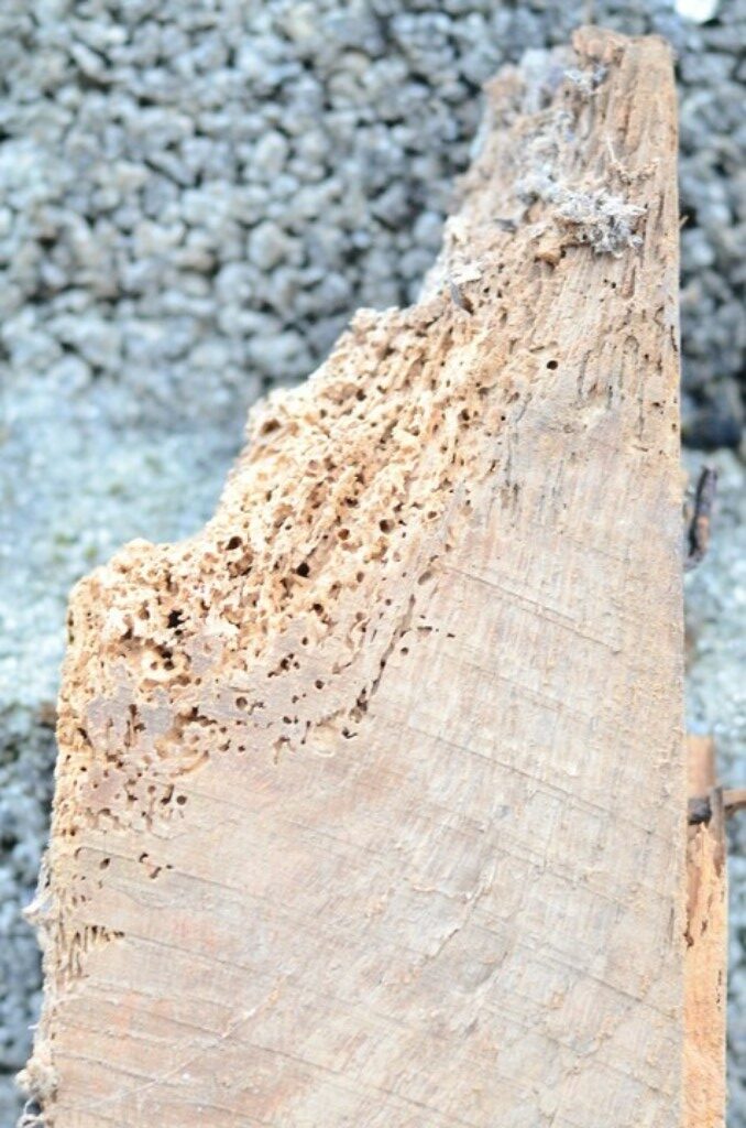 Joist showing the damage caused by woodworm.